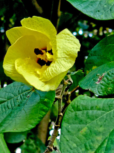 Photo of the Day: Maui Yellow Hau